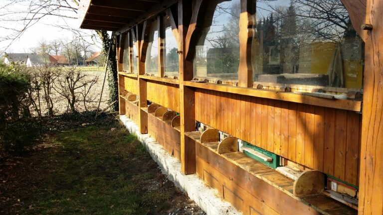 Erster Ausflug der Honigbienen